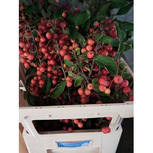 MALUS RED SENTINEL