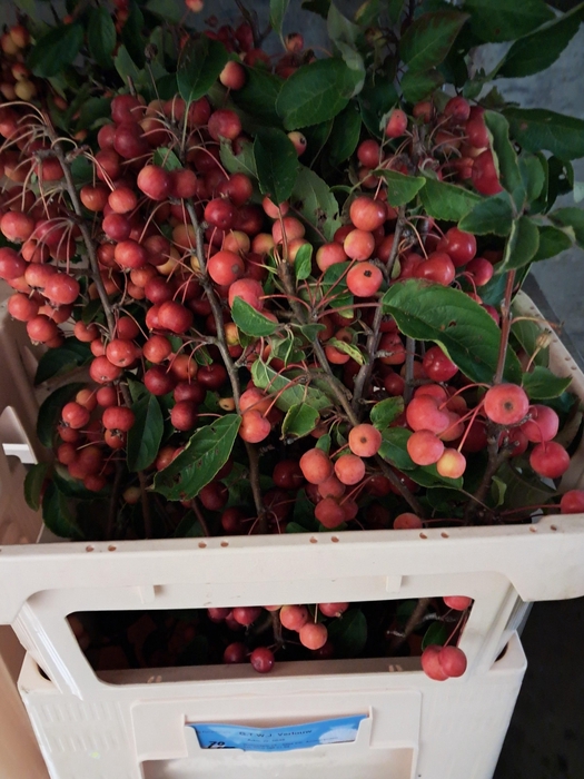 <h4>MALUS RED SENTINEL</h4>