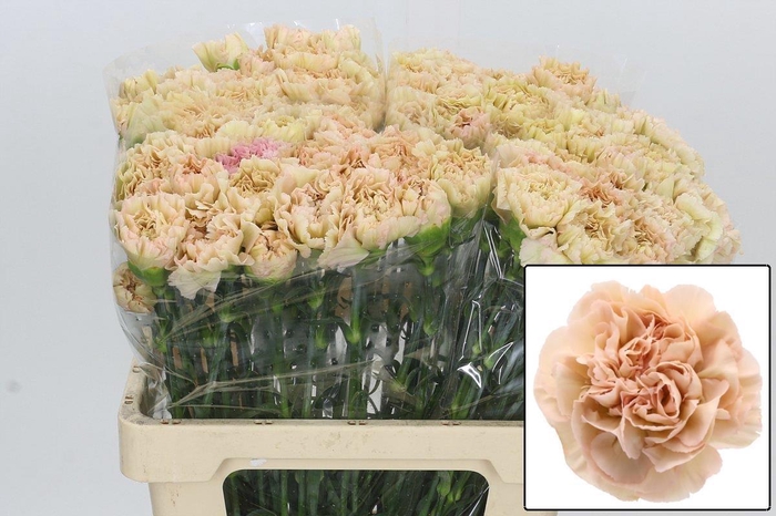 <h4>DI ST LEGE MARRONE</h4>