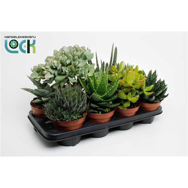 <h4>Succulenten mix</h4>