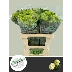 Viburnum Greenhouse 2 Kop Filius