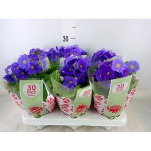 Primula obcon. 'Touch Me Dark Blue'