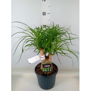 Beaucarnea recurvata