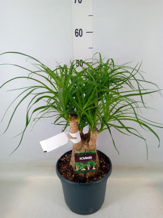 <h4>Beaucarnea recurvata</h4>