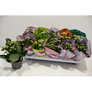 Kalanchoe Double Deluxe Mix
