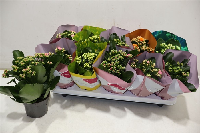 <h4>Kalanchoe Double Deluxe Mix</h4>