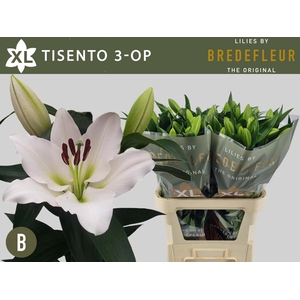 Li Or Tisento 2+ Bredefleur