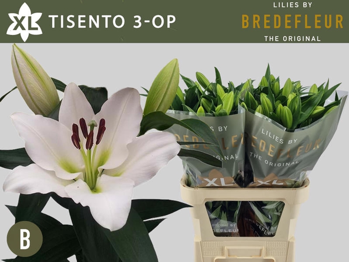 <h4>Li Or Tisento 2+ Bredefleur</h4>