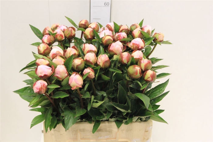 <h4>Paeo L Gardenia</h4>