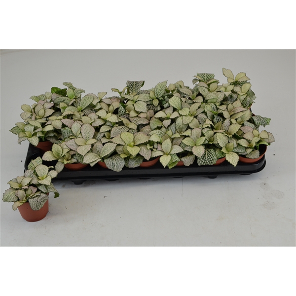 <h4>FITTONIA PURPLE SNOW ANNE</h4>