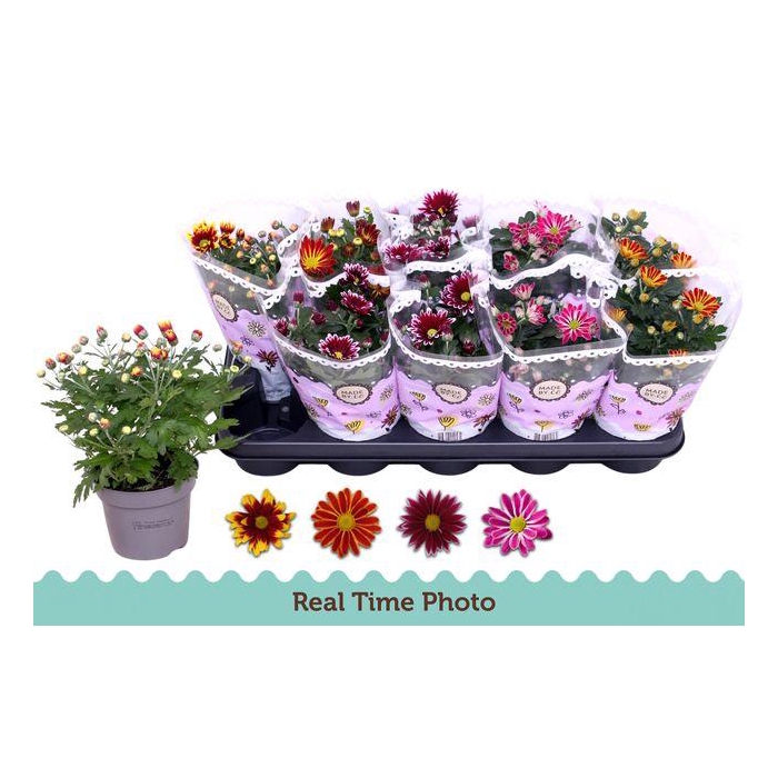 <h4>Chrys Gem 2 Kl Bloem</h4>