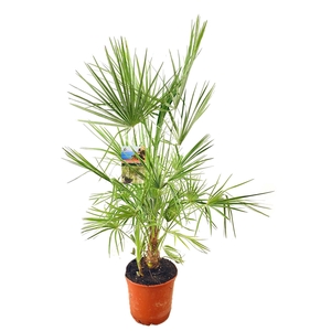 Chamaerops humilis