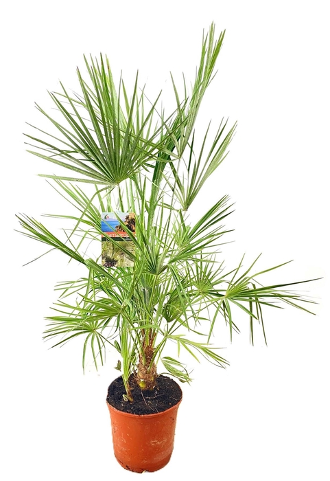 <h4>Chamaerops humilis</h4>