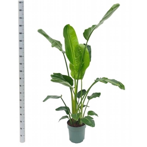 Strelizia nicolai