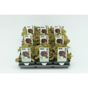 BKH groente 50245 bio Lollo Rossa (set x9)