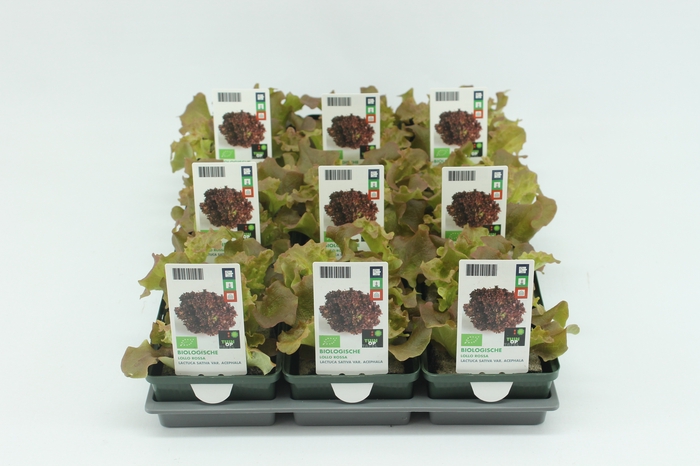 <h4>BKH groente 50245 bio Lollo Rossa (set x9)</h4>