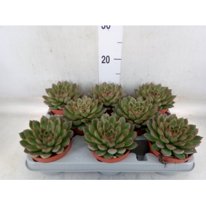 Echeveria   ...