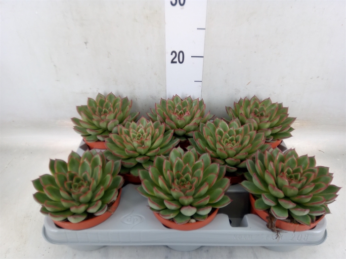 <h4>Echeveria   ...</h4>