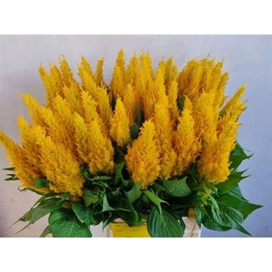 Cel P Century Yellow