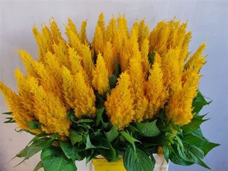 <h4>Cel P Century Yellow</h4>