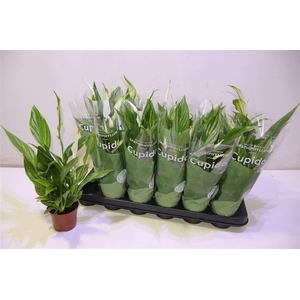 arr8 Spath Pearl Cupido