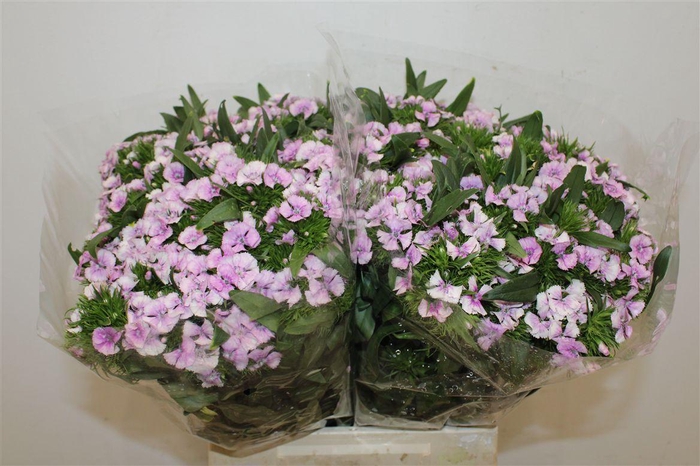 <h4>Di Barb Ov Lavendel</h4>