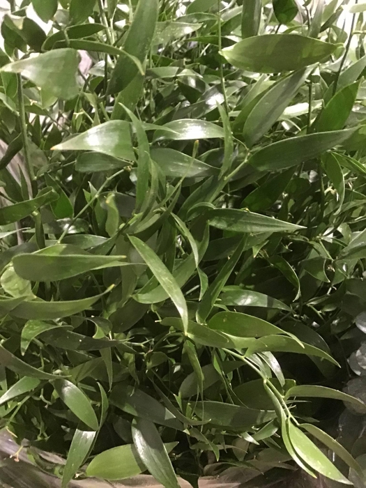 DANAE RACEMOSA PB 100gr