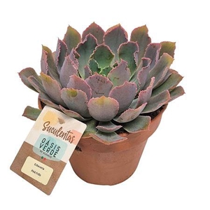 Echeveria Pink Frills