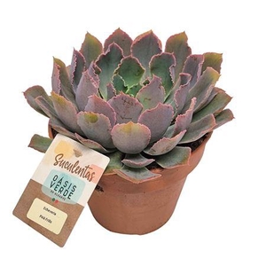 Echeveria Pink Frills