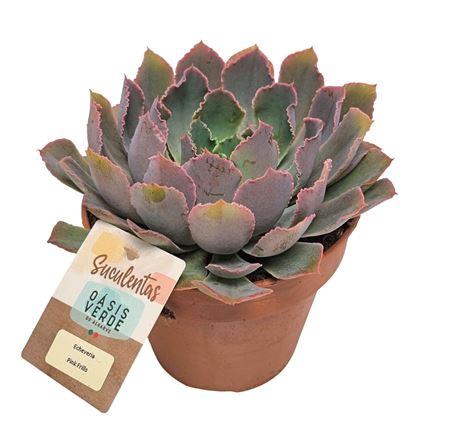 <h4>Echeveria Pink Frills</h4>