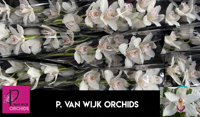 <h4>CYMB T SILVER</h4>