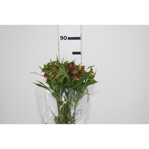 ALSTROEMERIA CHEERIO 080 CM