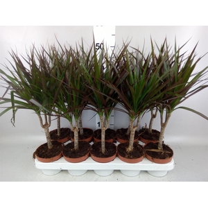 Dracaena marg. 'Magenta'