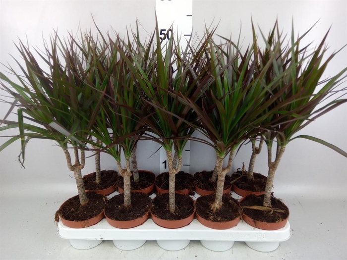 <h4>Dracaena marg. 'Magenta'</h4>