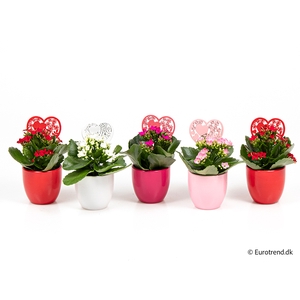 KALANCHOE BLOSSF P 6 E 2630