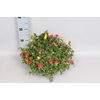 Schaal 26 Portulaca Mix