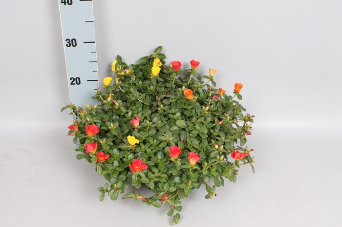 Schaal 26 Portulaca Mix