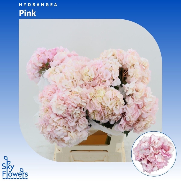 <h4>Hydrangea Pink</h4>