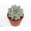 Echeveria Colorata