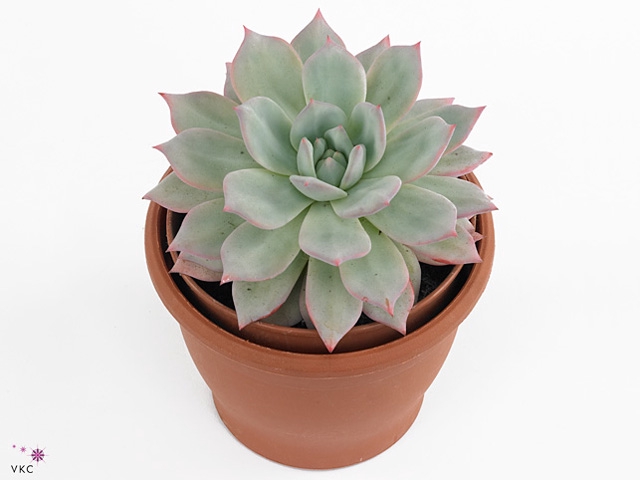 Echeveria Colorata