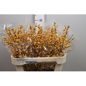 Ilex Ve Golden Verboom