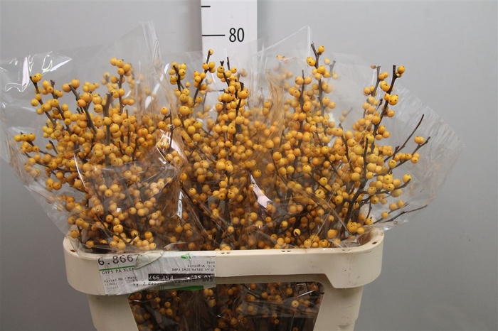 <h4>Ilex Ve Golden Verboom</h4>