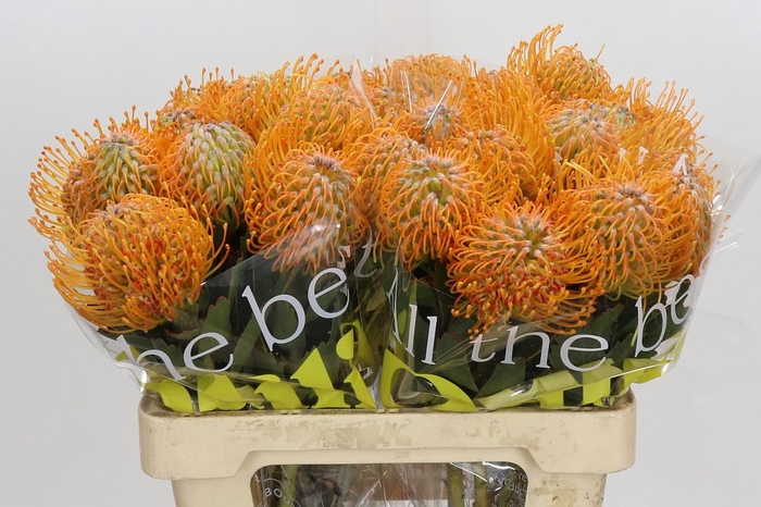 <h4>Nutans Soleil</h4>