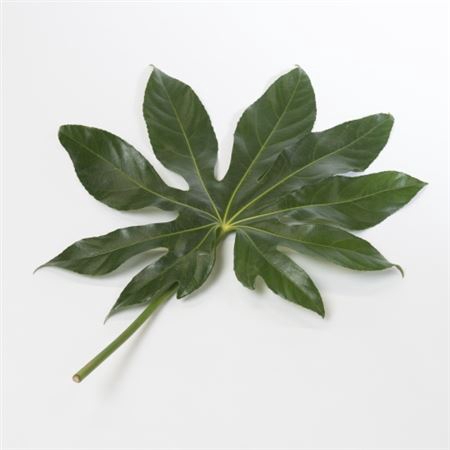 <h4>Aralia 40cm Medium</h4>