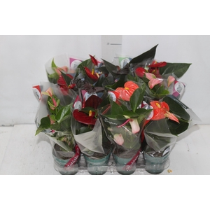 ANTHURIUM VARIADO P09