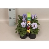 Viola wittrockiana sixpack F1 Marina