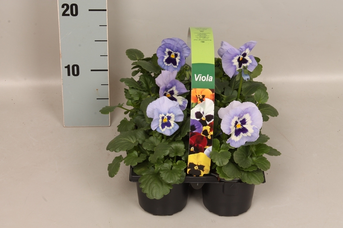 Viola wittrockiana sixpack F1 Marina