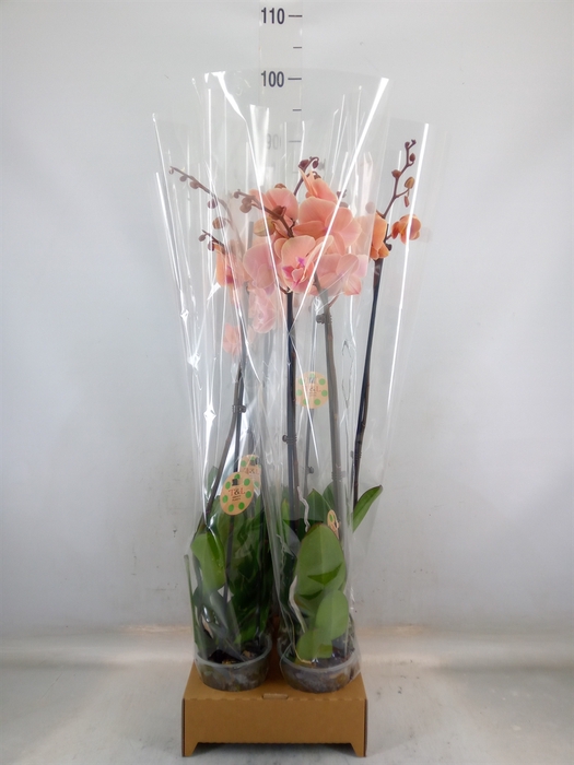 <h4>Phalaenopsis   ...</h4>