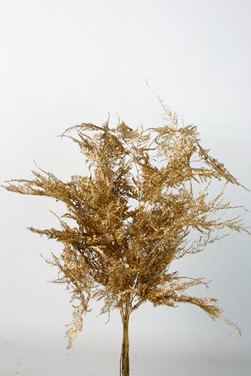 Bunch Asparagus 10pcs Pres.Slv L40