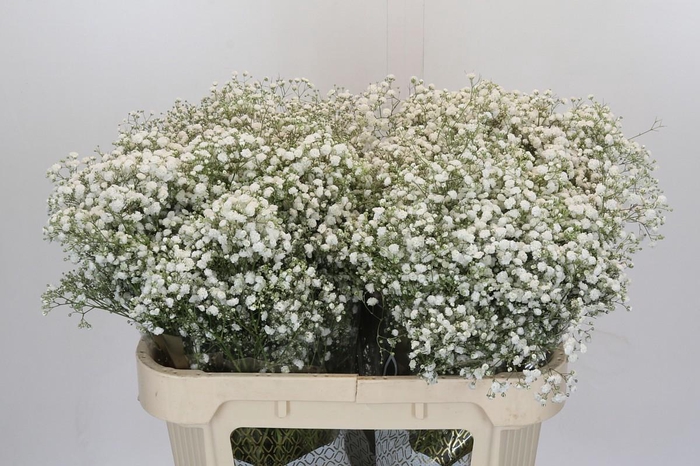 <h4>Gyps Xlence</h4>